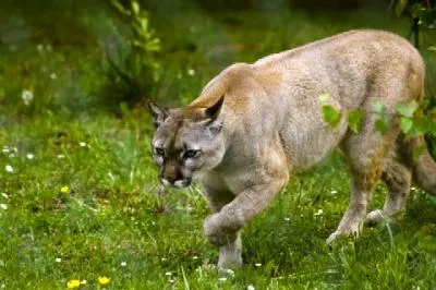 puma