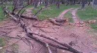 Murió una chica de 17 años al caer un árbol en el Parque de Mayo